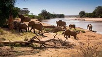 Tarangire National Park Day Trip