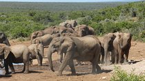 Addo Elephant 5 hour Morning Safari.