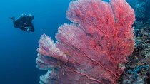 Fun Boat Dive for certified diver