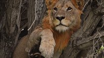 Uganda Gorillas and Game safari - 10 Days