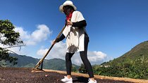 Authentic coffee experience in Palmitas farm near Medellin