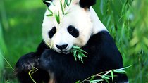 Beijing Historical Tour II including Summer Palace, Lama Temple & Panda Garden