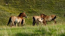 1 Day Tour: Khustai National Park