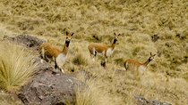 07 Day Andean Experience Through the Living Culture of the Incas