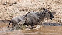 6 Days Migration Safari Serengeti and Ngorongoro Crater