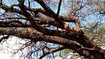 Mikumi national park full day tour