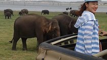 Minneriya National Park private safari 