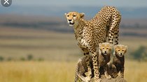  De Wildt Cheetah and Wildlife Centre Private Safari (Private) 