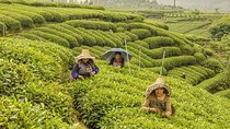 1 Day Tea Trip in Mount Mengding with Tea Making Experience