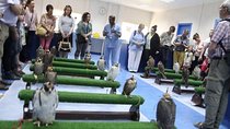 Falcon Tour Abu Dhabi With Hotel Pickup And Drop Off 