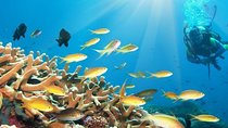Day Scuba Diving From Marsaalam