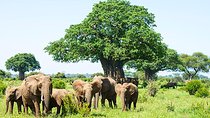 6 Day Group Camping Safari Tarangire Serengeti Ngorongoro Manyara