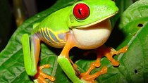 13 days: Jungle and Beach in Costa Rica 