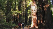  Muir Woods and Sausalito Morning Tour Small-Group Half Day