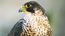 Abu Dhabi Falcon Hospital Tour