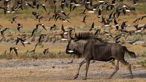 From Kigali: 12 Hour Custom Day trip for game Drive in Akagera NP