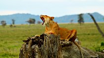 4 Day Joined Group Safari Ngorongoro, Manyara,Tarangire and Arusha National Park