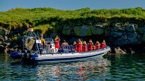 Premium Small-Group Puffin & Bird Watching tour from Reykjavík