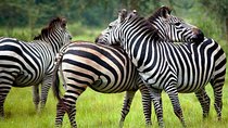 2 Days Popular Safari to Lake Mburo National Park