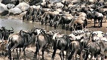 Twelve Days: Tarangire-manyara-ngorongor0-serengeti (classic)
