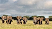 Four Days: Arusha-tarangire -ngorongoro (classic)
