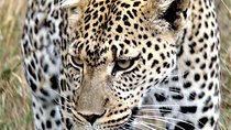 Five Days- Arusha-lake Manyara- Ngorngoro-serengeti (classic)