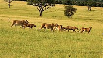 Six Days- Arusha-lake Manyara- Ngorngoro-serengeti (classic)