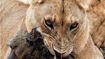 Seven Days: Tarangire-manyara-ngorongoro-serengeti (classic)