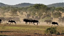 Nine Days: Tarangire-manyara-ngorongor0-serengeti (classic)