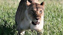 Ten Days: Tarangire-manyara-ngorongor0-serengeti (classic)