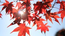 The Beauty of the Korea Fall foliage Discover 9days 8nights