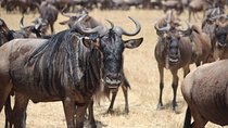 5 Days Northern Tanzania Outstanding Budget Camping Safari