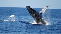 Waikiki Whale Watching Cruise with Snack & Hula Entertainment
