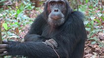 2 Days Chimpazee Safari In kibale Forest Park Uganda.