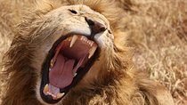 7 days safaris to see great migration