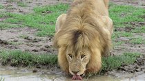 12 Days Wildlife Safaris And Culture Tour