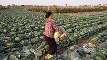 Farm tour & Home cooking class with local family in Hanoi