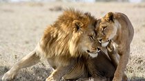 3-day Masai Mara Safari Tour to see the big five and wildebeest migration