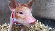 Trevena Glen 2hr Animal Tour