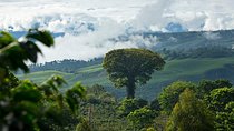 Full day, the Aquiares way - Complete Coffee Tour