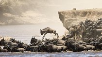 5 Days 4 Nights Tarangire, Serengeti , Ngorongoro & Manyara Wildlife Safari 