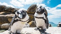 Revel in the Cape Peninsula (Penguins & Cape of Good Hope)