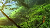 Day Trip to Nuwara Eliya with Kingfisher Tours