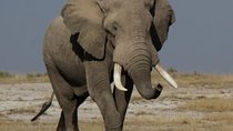 10 Days Migration Luxury Safari