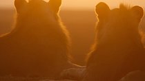 Maasai Mara Migration Safari