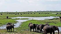 Hwange Safari Day Trip from Victoria Falls