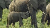 Elephant Orphanage and Giraffe Center Nairobi Day Tour