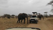 12 Days Amazing Tanzania Wildlife and Cultural Experience