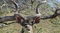 5 Days Safari to Nyerere NP (Selous GR) and Mikumi NP