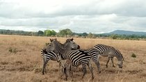 3 Days Safari to Mikumi NP - Accommodation Inside the Park